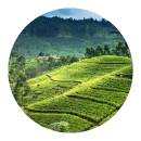 Nuwara Eliya